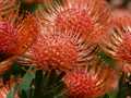 Leucospermum 2